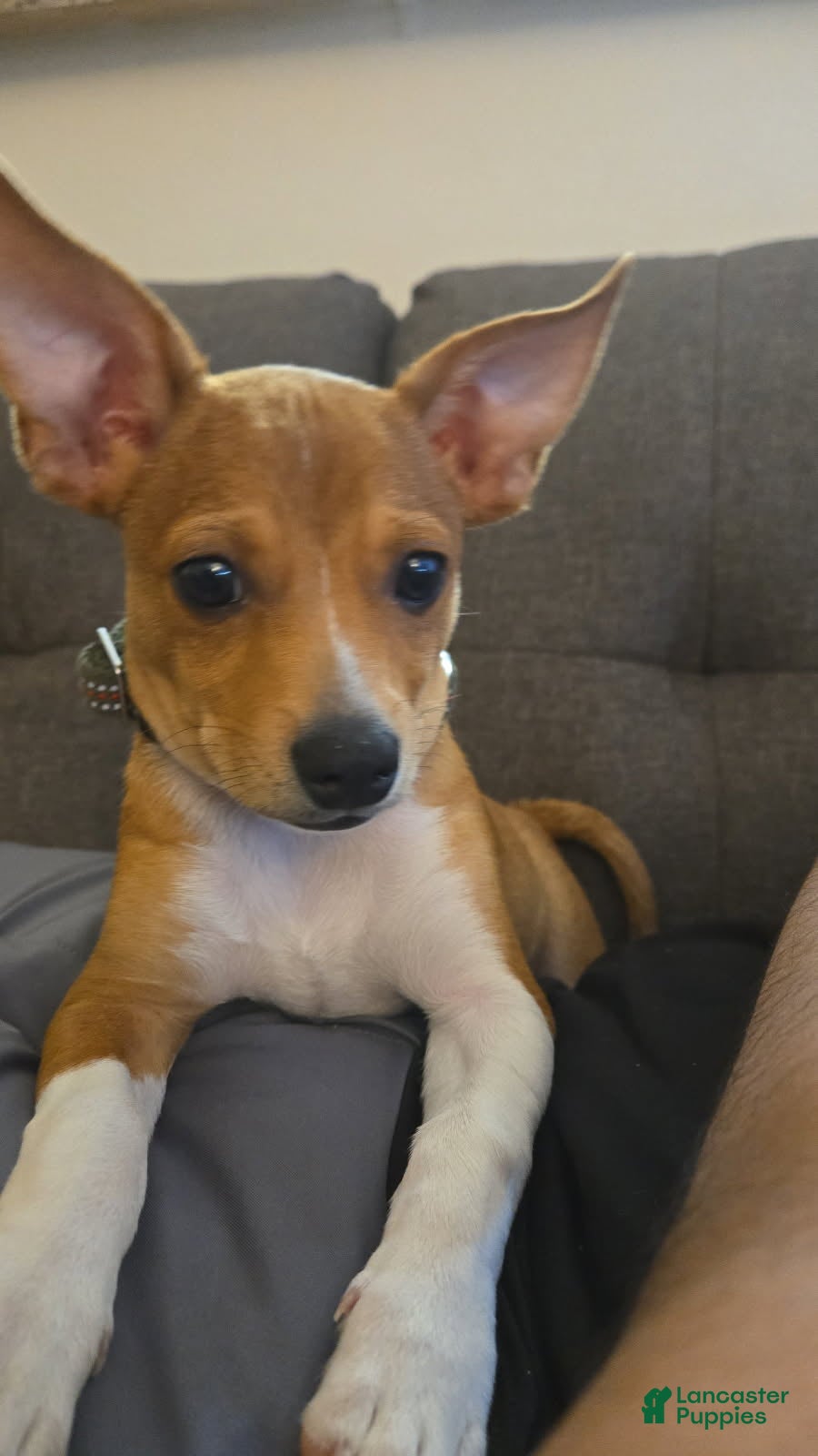 Pomchi dogs Ritchie - Ad 2