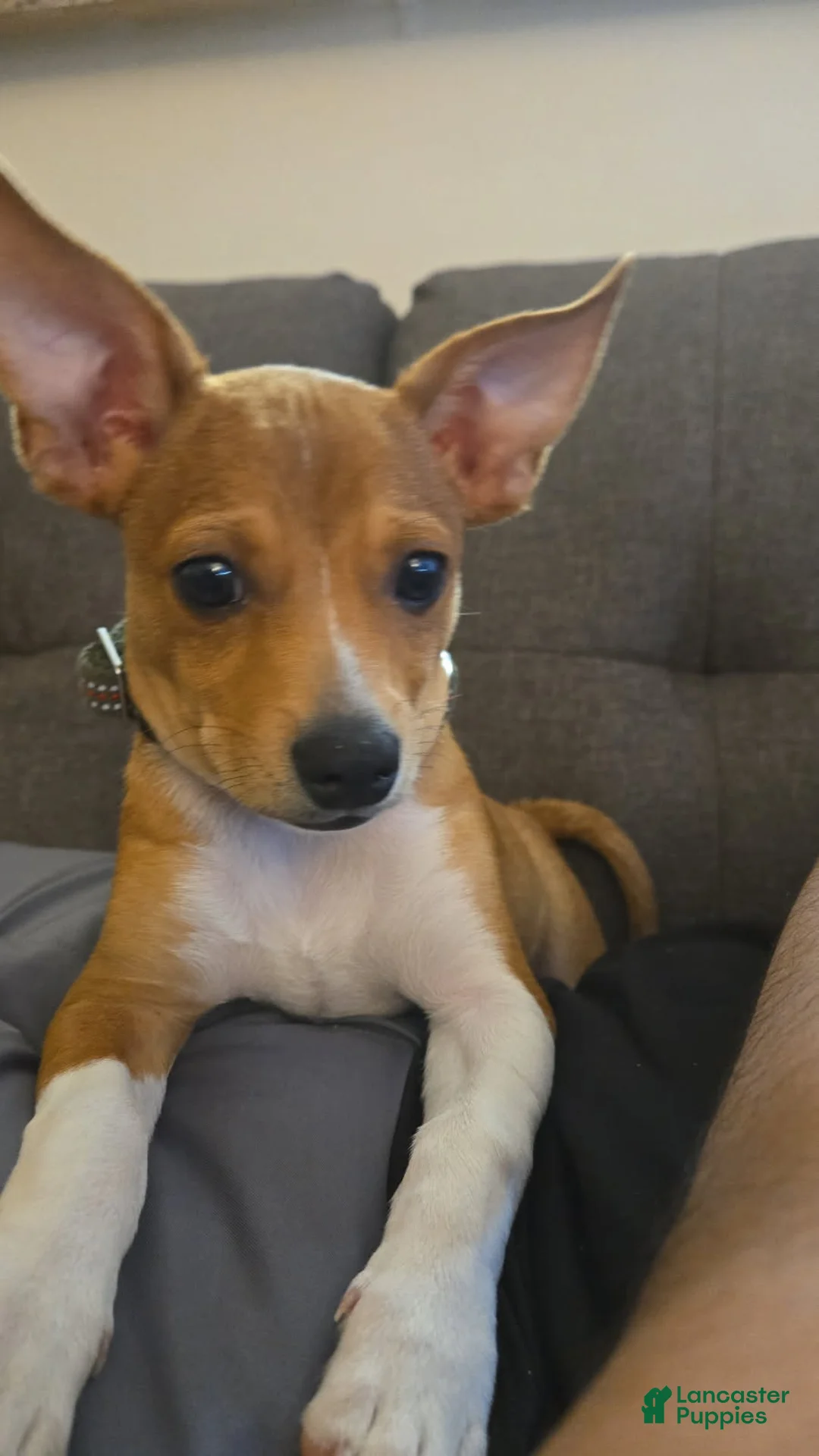 Pomchi dogs for sale: Ritchie - Ad 2