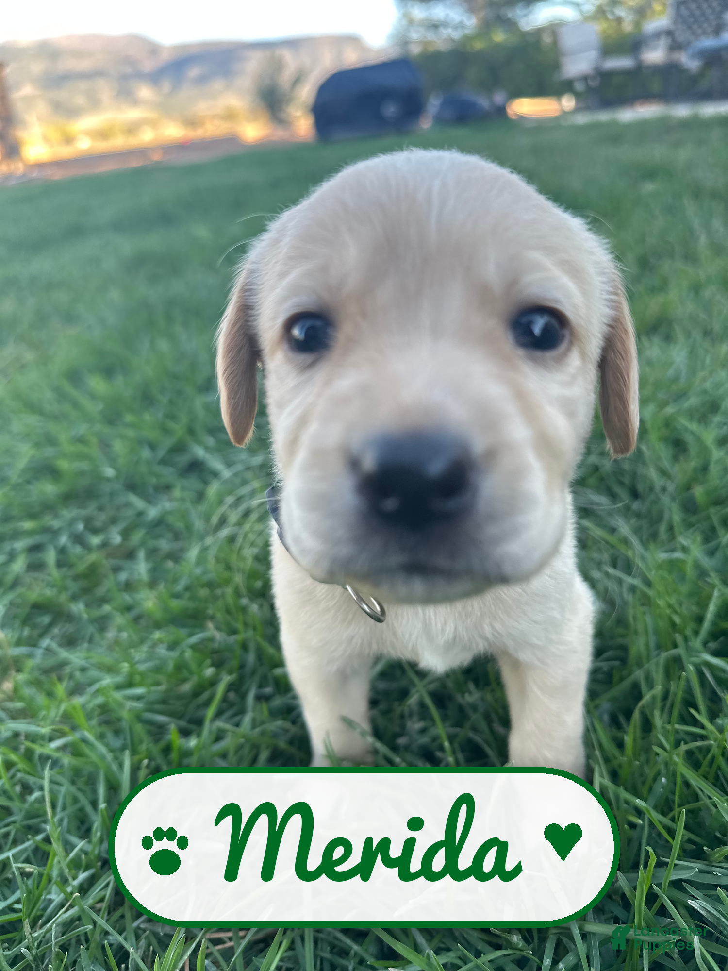 Labrador Retriever dogs Merida - Ad 12