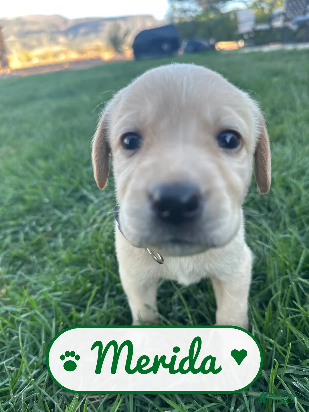 Labrador Retriever dogs for sale: Merida - Ad 1