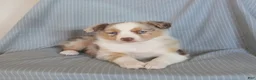 Miniature Australian Shepherd dogs for sale: Bubbles - Ad 5