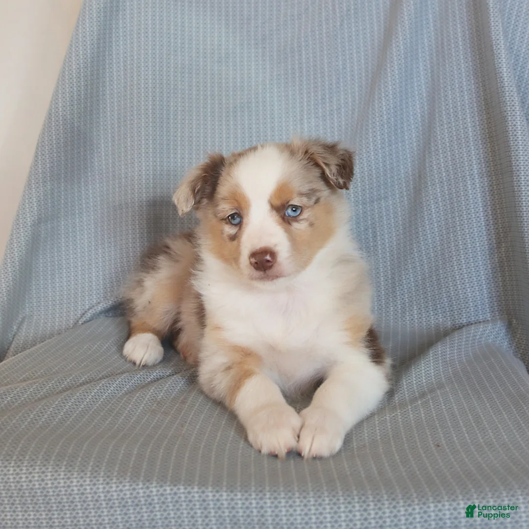 Miniature Australian Shepherd dogs for sale: Bubbles - Ad 5