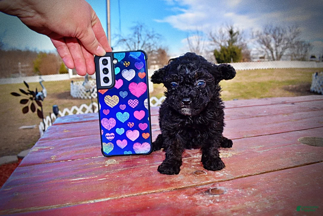 Toy Poodle dogs for sale: Kissy - Ad 2