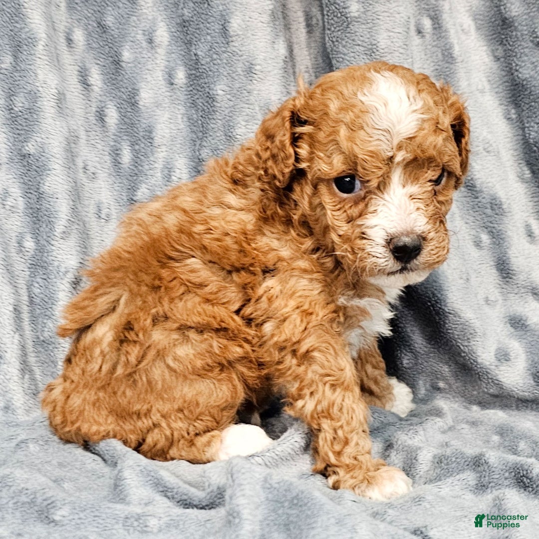 Standard Poodle dogs for sale: Coleman - Ad 3