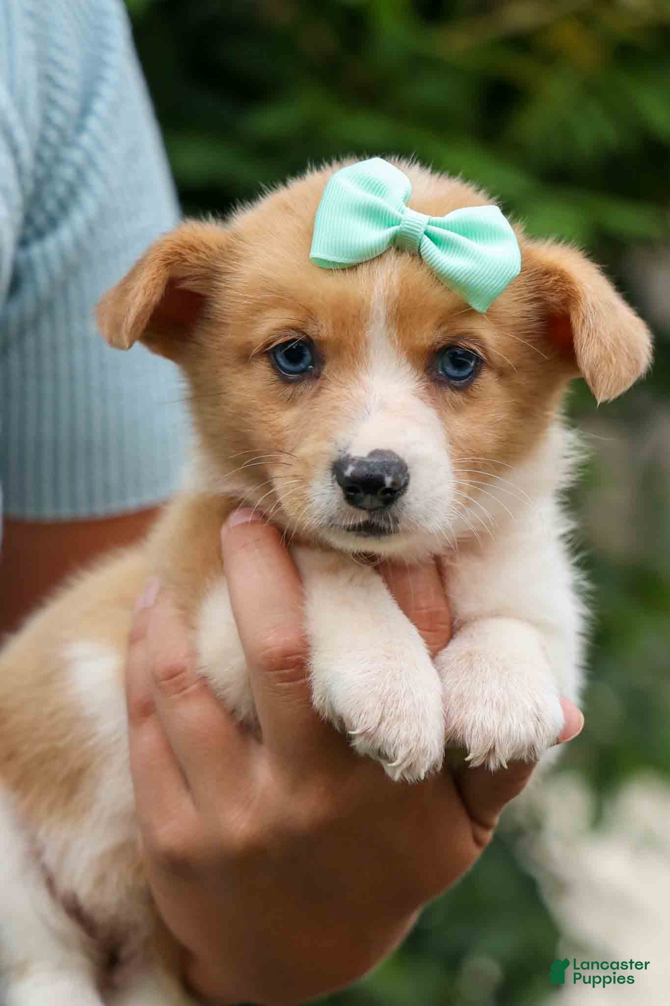 Welsh Corgi Pembroke dogs for sale: Violet 🎀 - Ad 3
