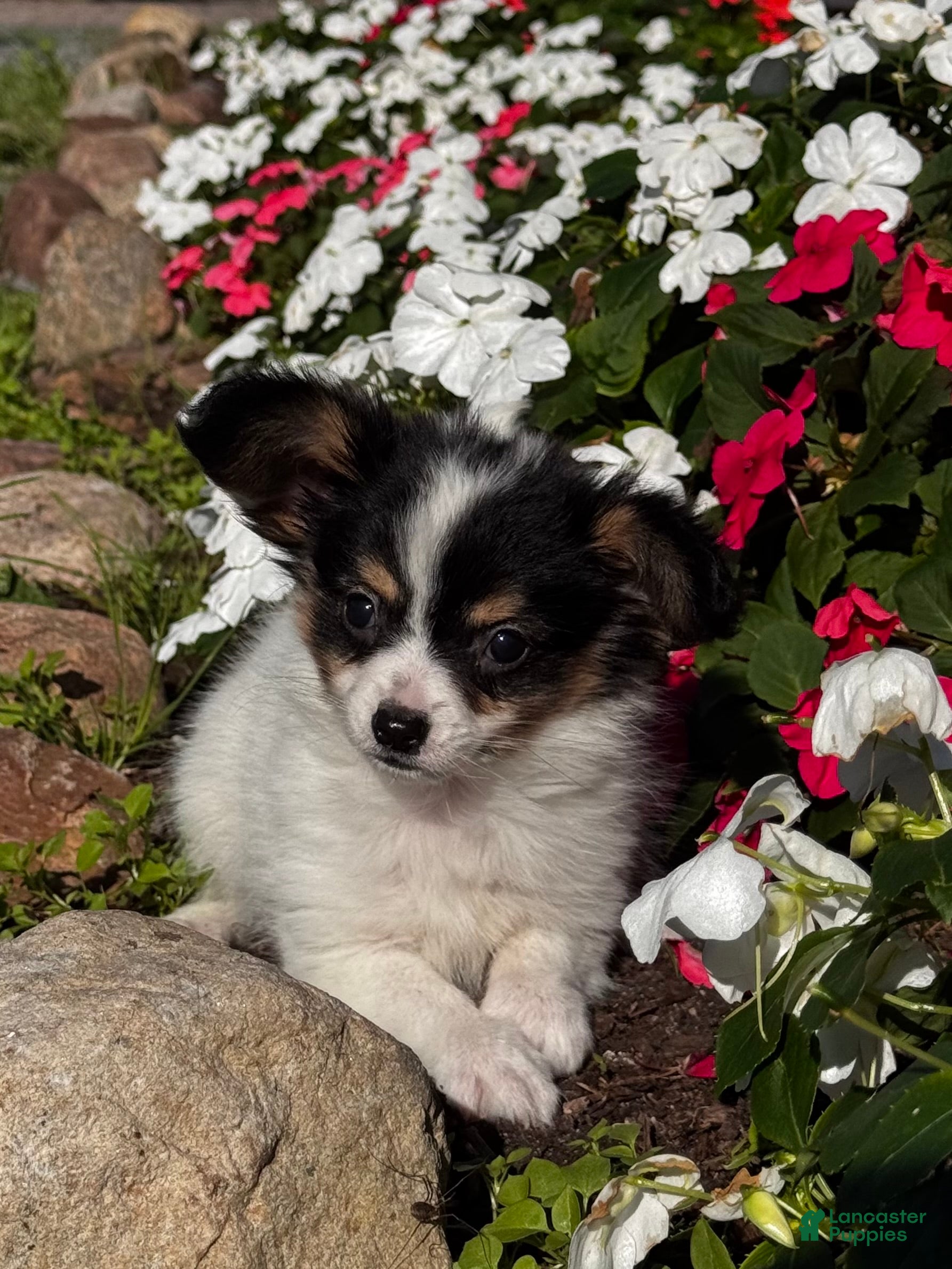 Papillon