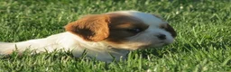Cavalier King Charles Spaniel dogs for sale: Latte - Ad 5