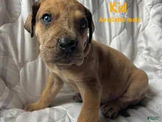 Great Dane dogs The Sundance kid - Ad 11