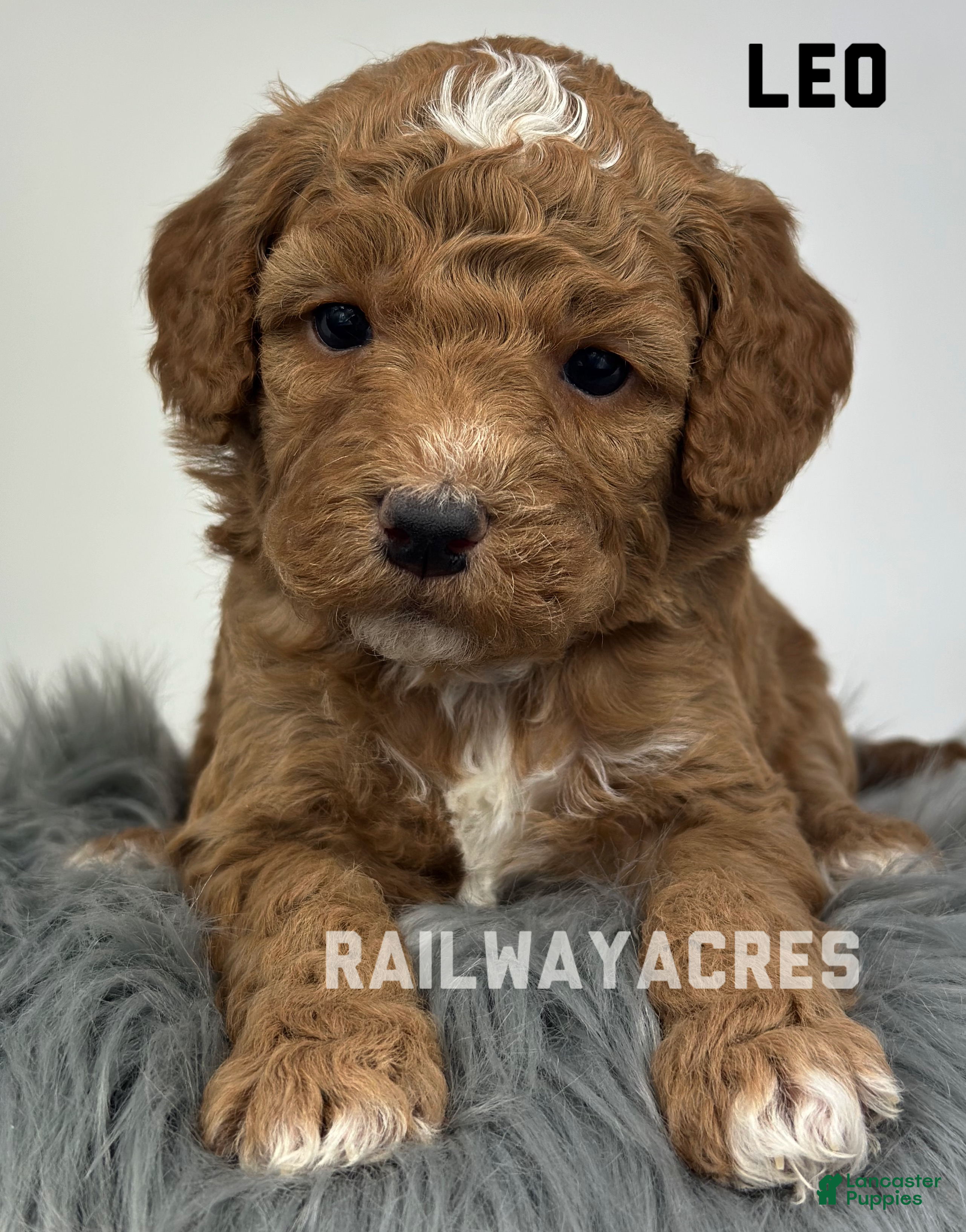 Goldendoodle dogs Leo- F1b Mini  - Ad 42