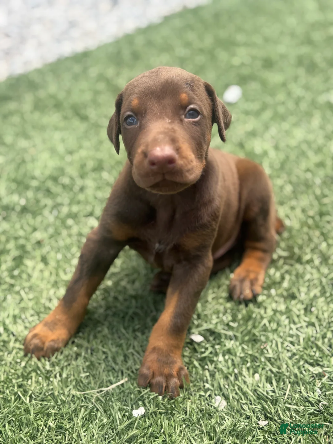 Doberman Pinscher dogs for sale: Blaze - Ad 2