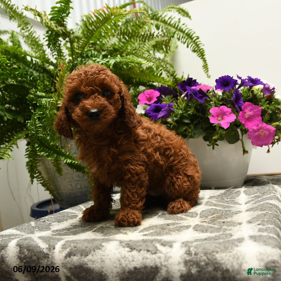 Toy Poodle dogs Harold - Ad 1
