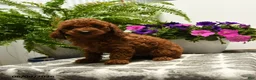 Toy Poodle dogs for sale: Harold - Ad 1