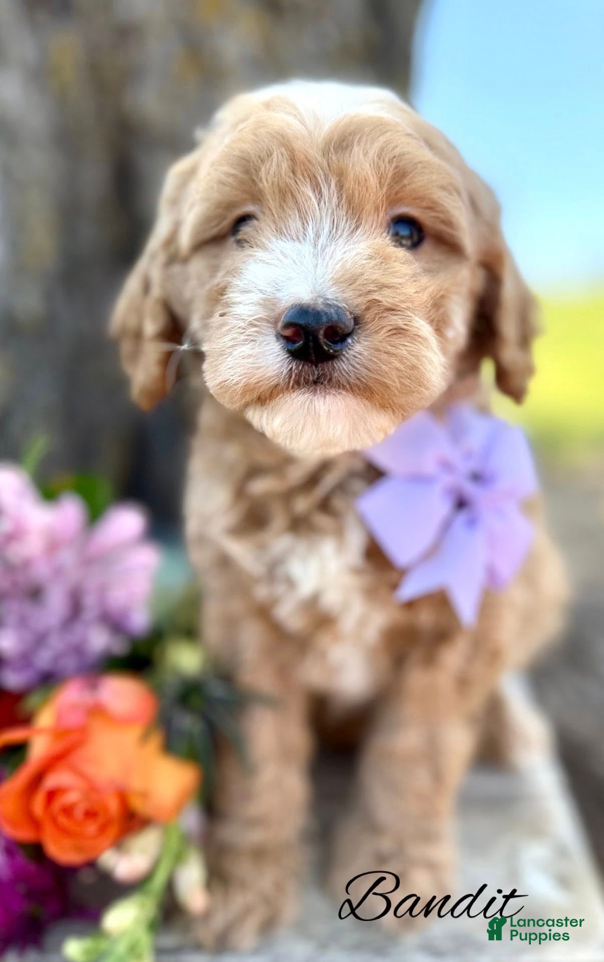 Mini Goldendoodle dogs Bandit Medium Goldendoodle Boy  - Ad 2