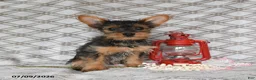 Yorkshire Terrier dogs for sale: Vekaya - Ad 4