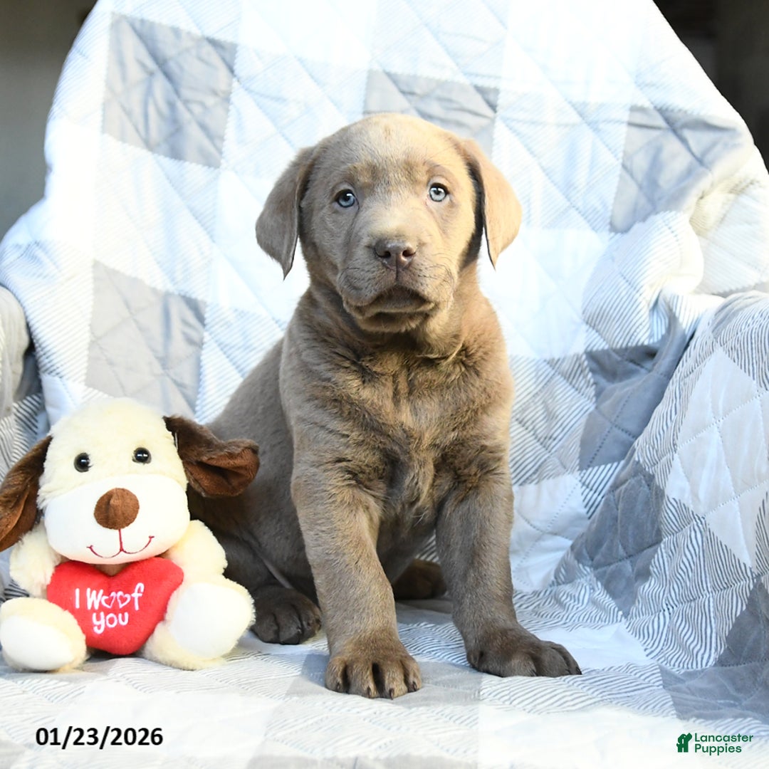 Labrador Retriever dogs for sale: Pansy - Ad 2