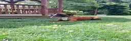 Boxer dogs for sale: Ranger - Ad 6