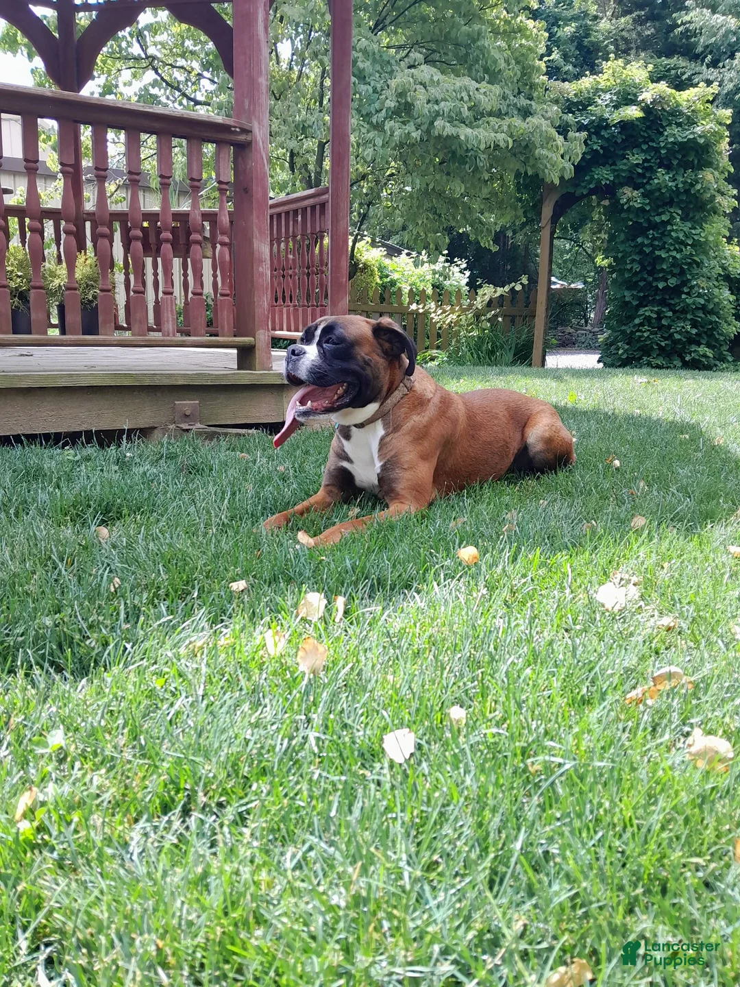 Boxer dogs for sale: Ranger - Ad 6