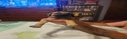 English Mastiff dogs for sale: English Mastiff 4 - Ad 4