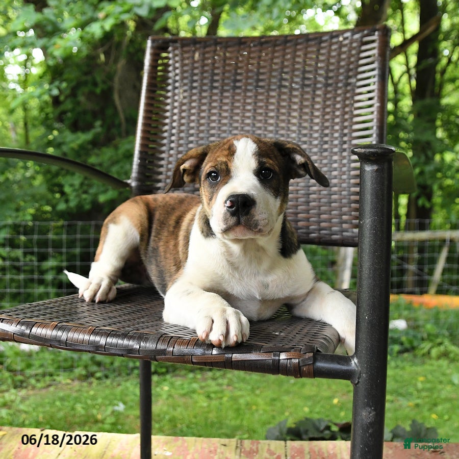 Mixed Breed dogs Washington - Ad 1