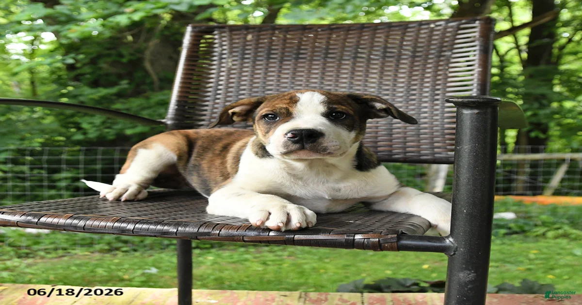 border-collie-mix-puppies-for-sale-lancaster-puppies