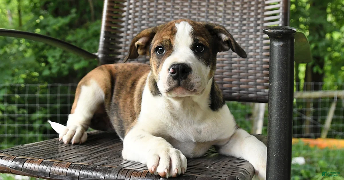 Border Collie Mix Puppies For Sale Lancaster Puppies border-collie-mix-puppies-for-sale-lancaster-puppies