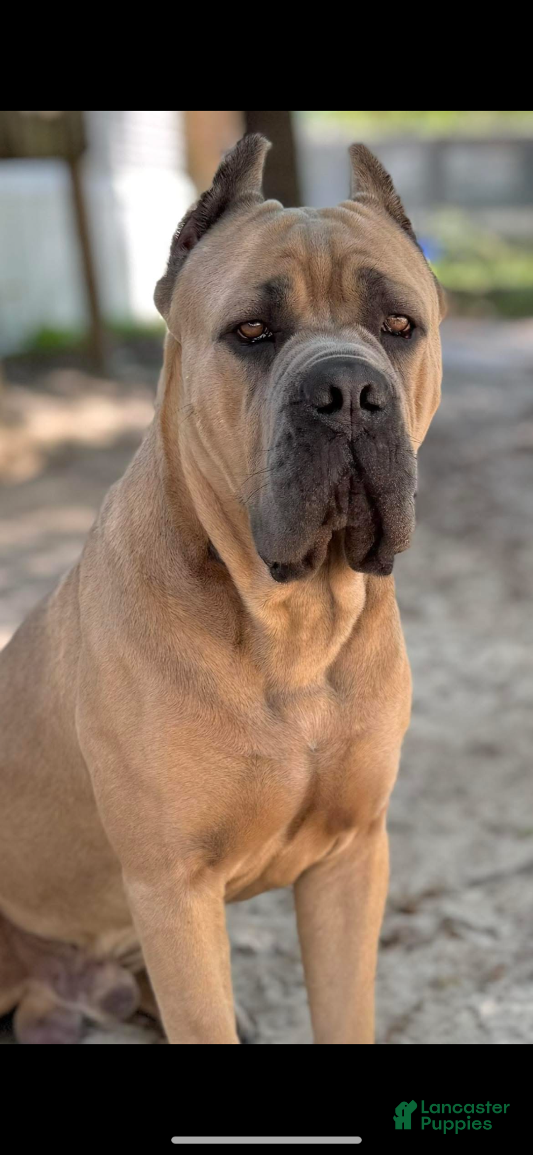 Cane Corso dogs for sale: Cane Corso Puppy 10 - Ad 6