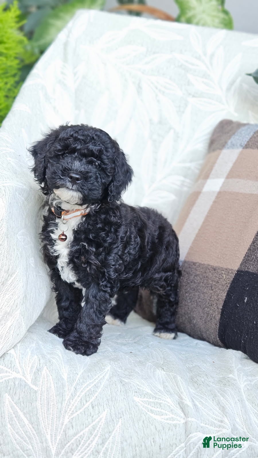 Cockapoo dogs for sale: Willow - Ad 2