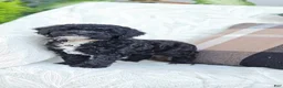 Cockapoo dogs for sale: Willow - Ad 2