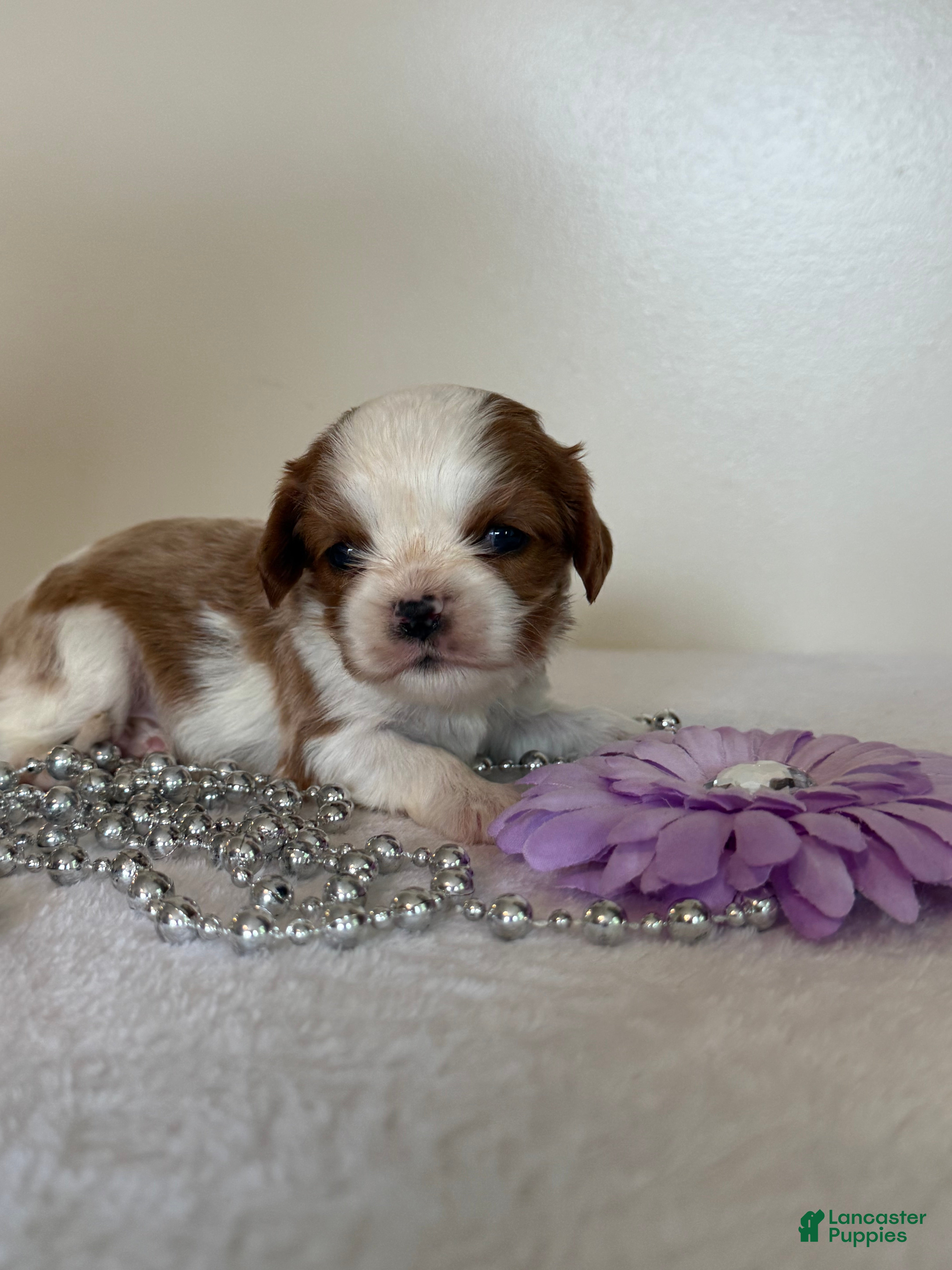 Cavalier King Charles Spaniel dogs Twinkle Cavalier King Charles Spaniel  - Ad 1