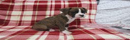 Boxer dogs for sale: Zeke - Ad 6