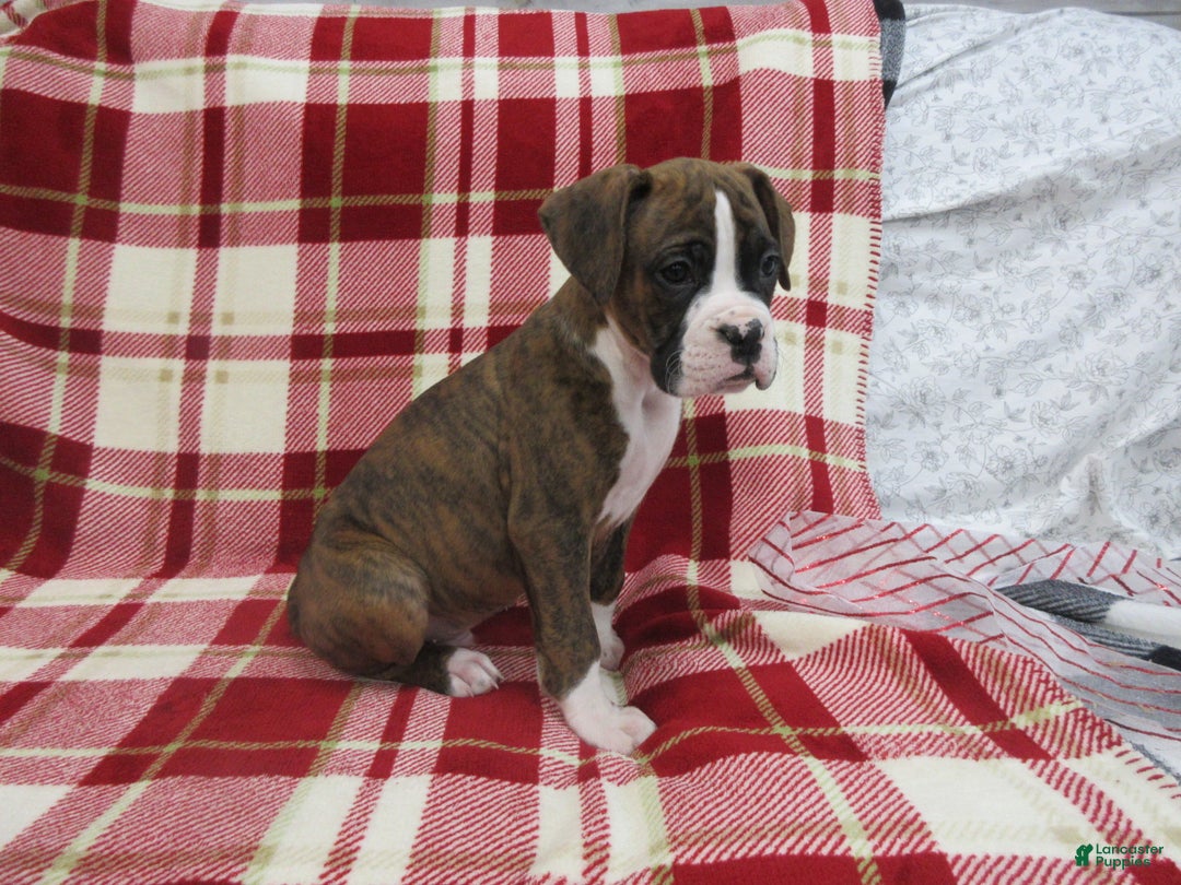 Boxer dogs for sale: Zeke - Ad 6
