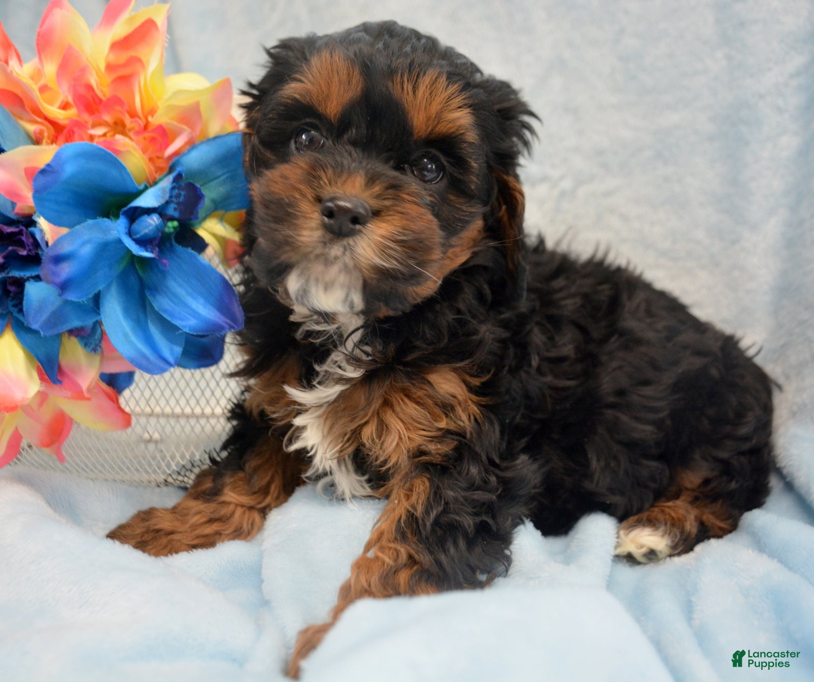 Cockapoo dogs Cockapoo Puppy 3 Kyra - Ad 42