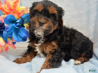 Cockapoo dogs Cockapoo Puppy 3 Kyra - Ad 42