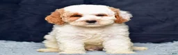 Mini Goldendoodle dogs for sale: Mr. Silas - Ad 6
