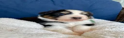 Australian Shepherd dogs for sale: Australian Shepherd- Buddy - Ad 7