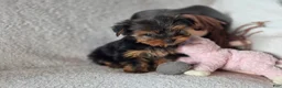 Yorkshire Terrier dogs for sale: Arwen - Ad 4