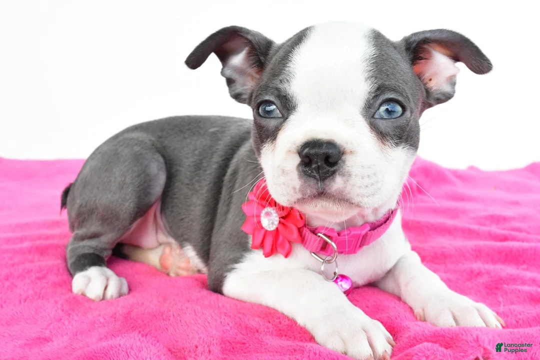 Boston Terrier dogs for sale: Sophie - Ad 1