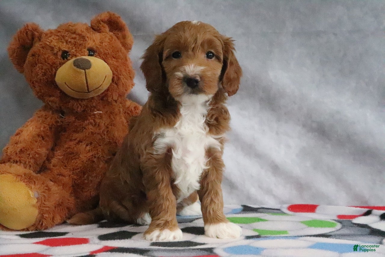 Mini Goldendoodle dogs Angel - Ad 2