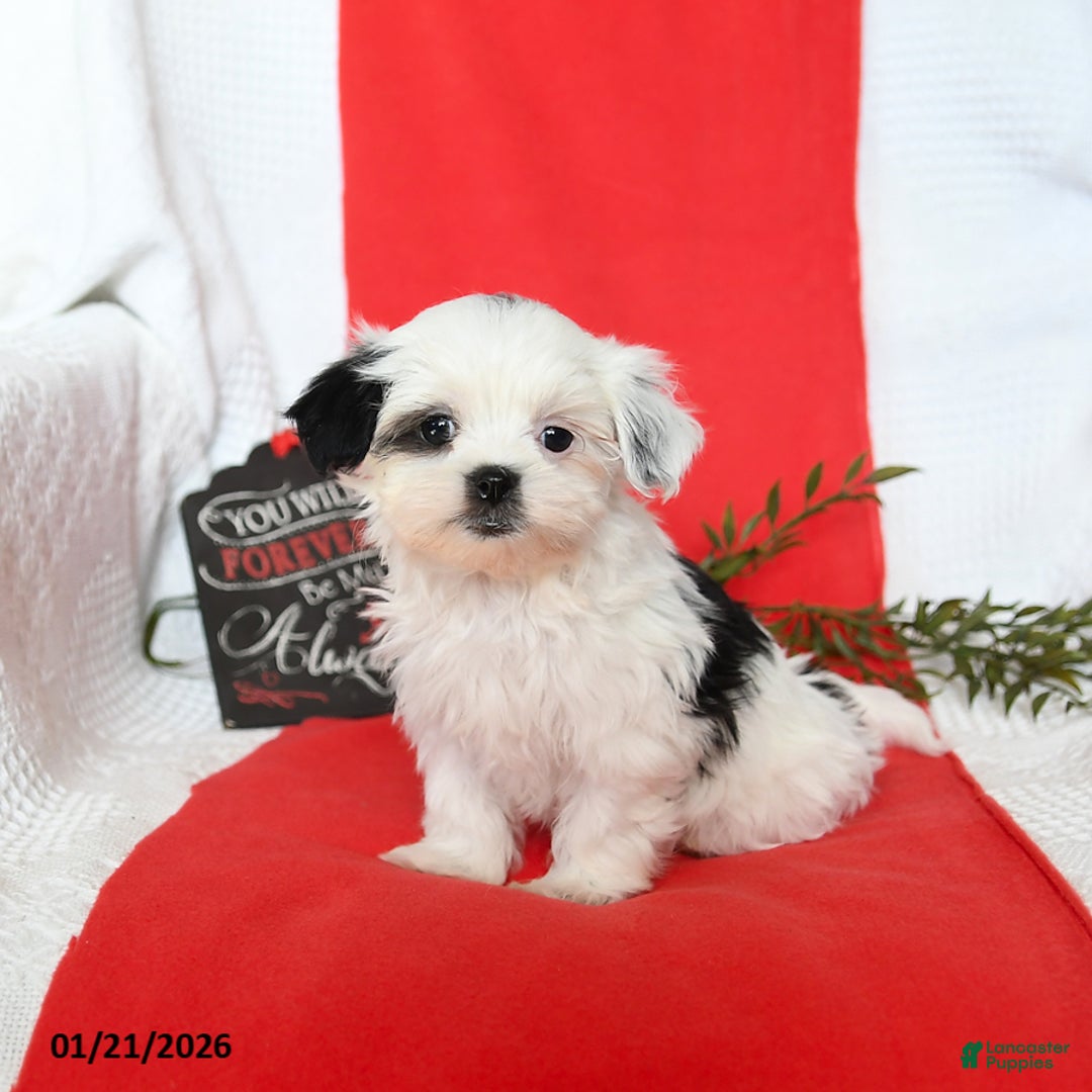 Malshi dogs for sale: Stella - Ad 5