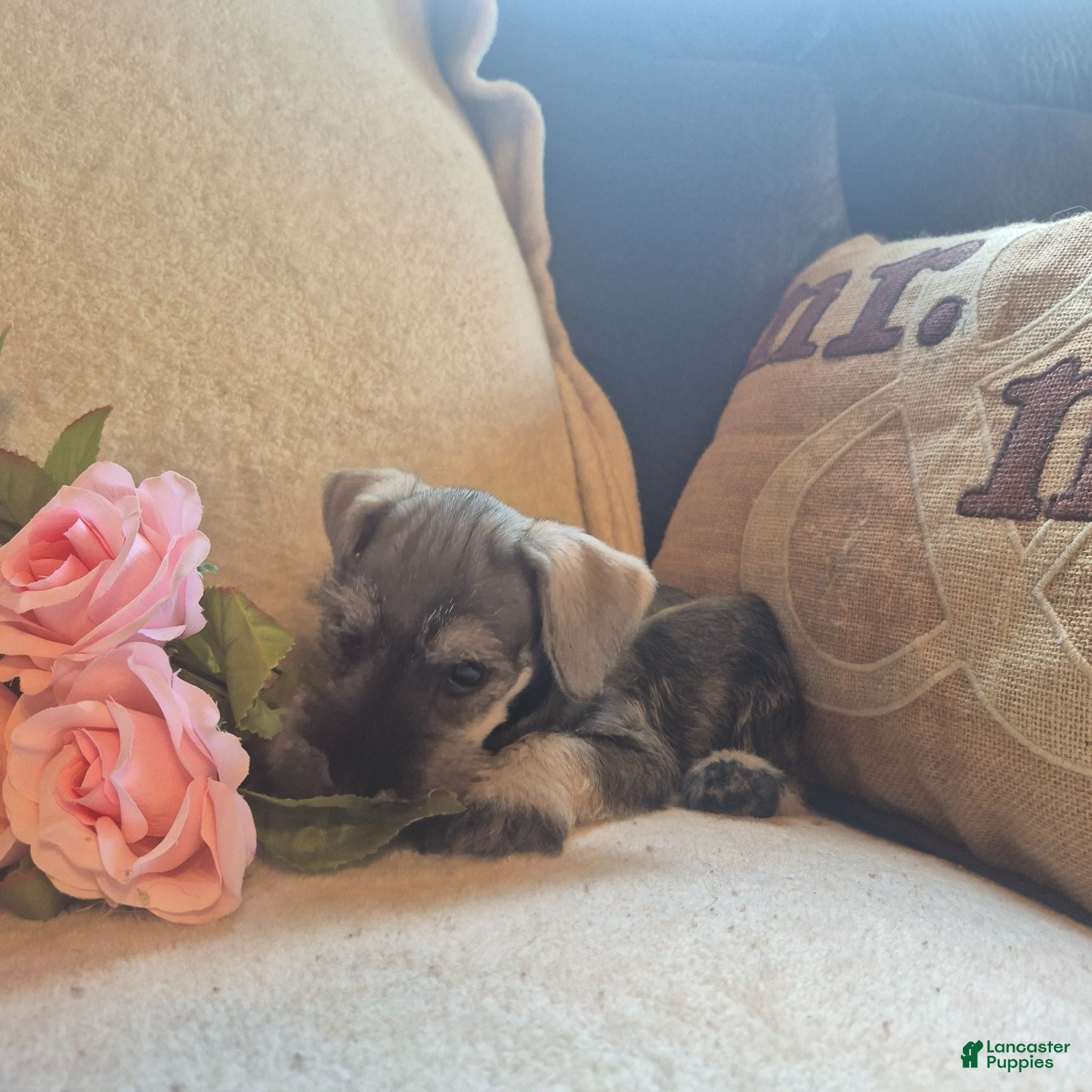 Miniature Schnauzer dogs Daisy - Ad 17