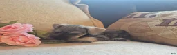 Miniature Schnauzer dogs for sale: Daisy - Ad 1