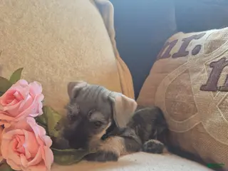 Miniature Schnauzer dogs Daisy - Ad 17