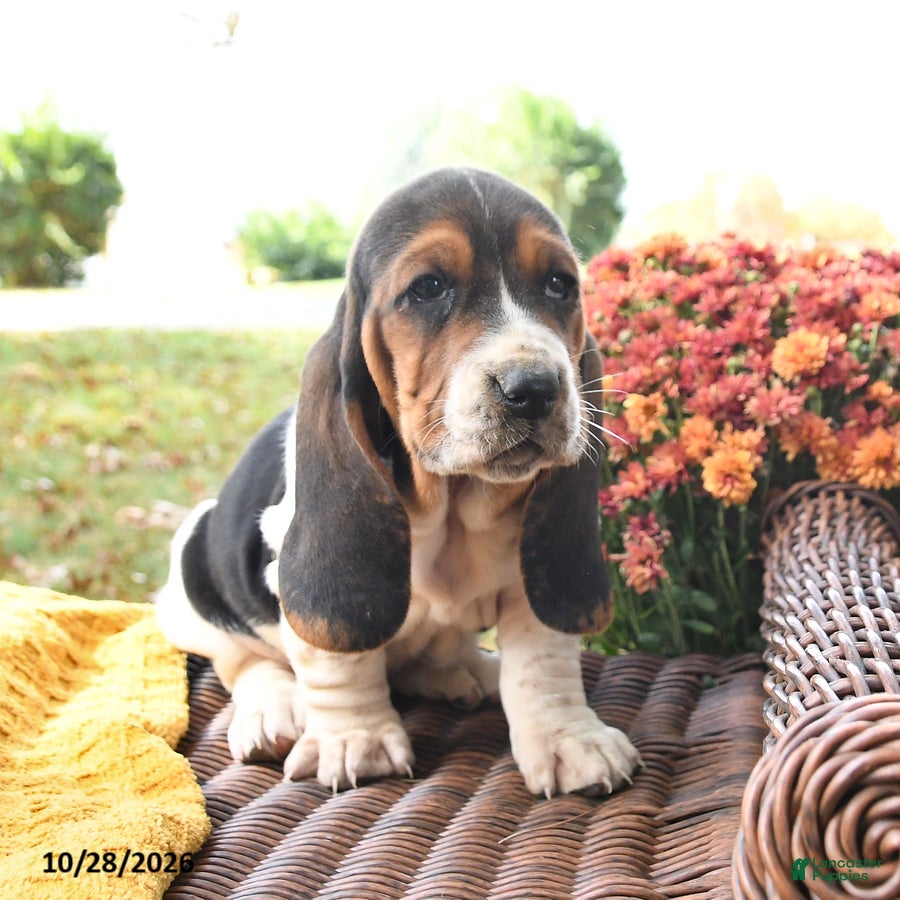 Basset Hound dogs for sale: Pepper - Ad 2
