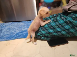 Mixed Breed dogs Charm - Ad 11