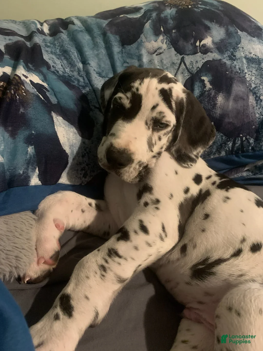 Gallery Image {{count}}