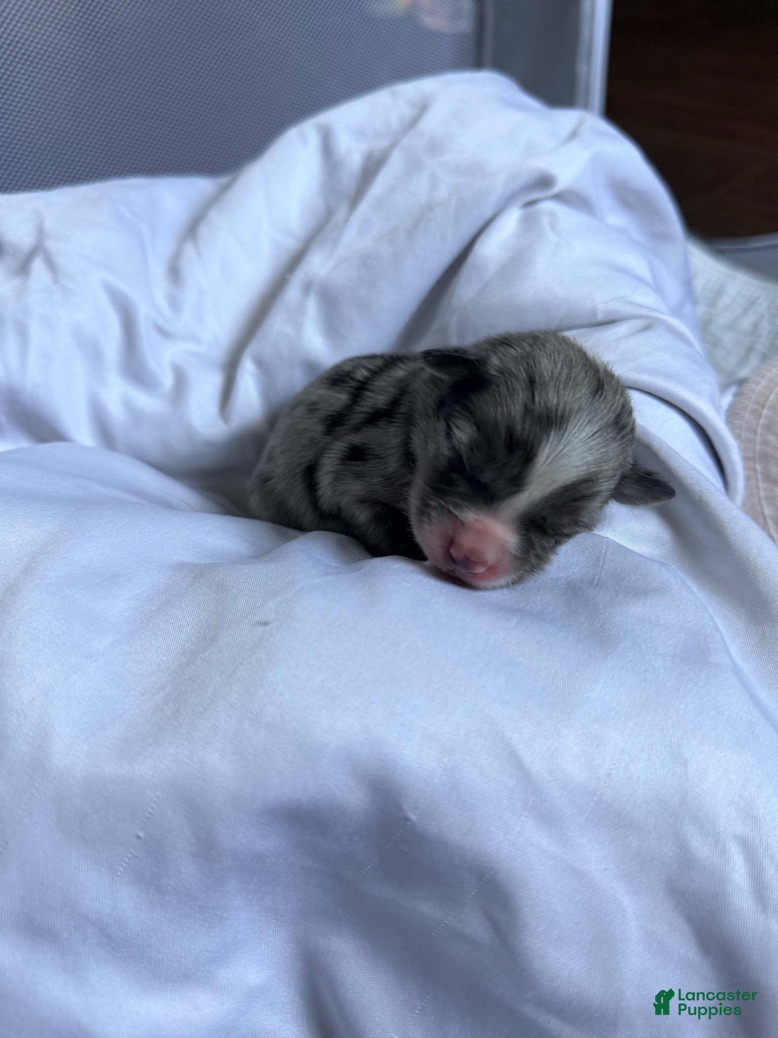 Miniature Australian Shepherd dogs Male #4 - Lucien  - Ad 14