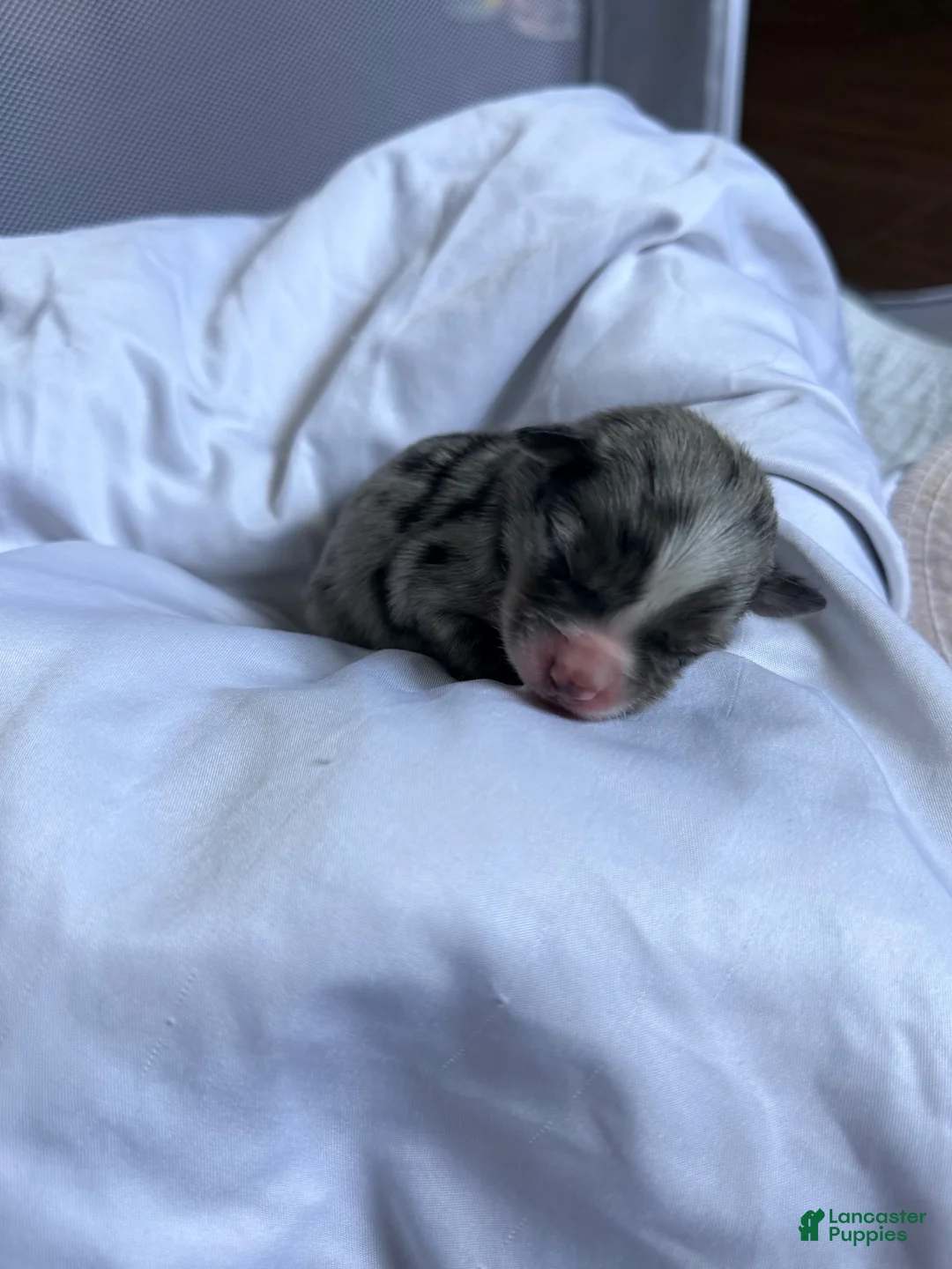 Miniature Australian Shepherd dogs for sale: Male #4 - Lucien  - Ad 1