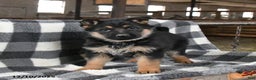 German Shepherd dogs for sale: Hope - Ad 1
