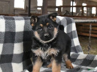 German Shepherd dogs Hope - Ad 2