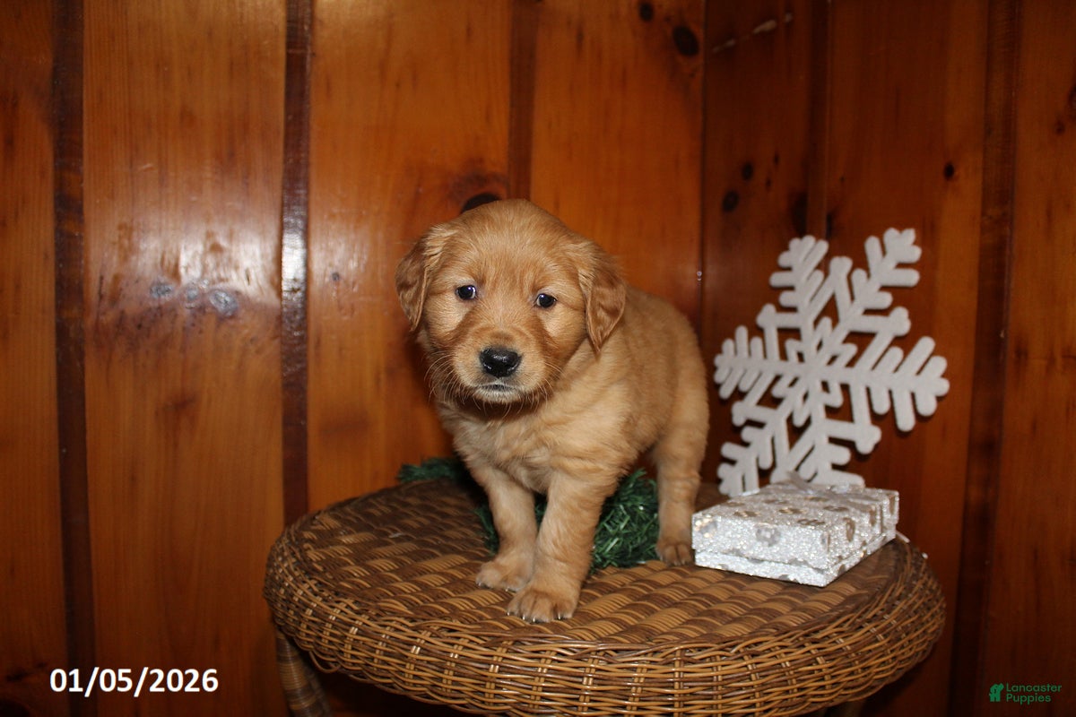 Golden Retriever dogs for sale: Sage - Ad 2